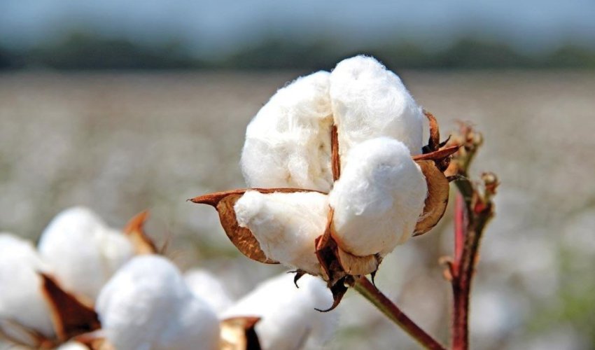 Azerbaijan boosts cotton output, earns over $100 million from fiber exports Azerbaijan boosts cotton output, earns over $100 million from fiber exports