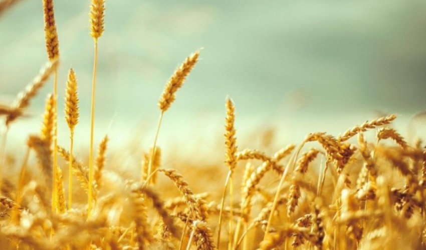 Azərbaycanda dənli və dənli paxlalı bitkilərin kütləvi biçini başa çatır