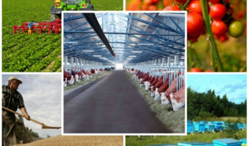 Dörd ildə 2,2 milyard manat kənd təsərrüfatı məhsulları istehsalçılarına subsidiya ödənilib