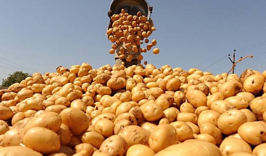 Azerbaijan ranks 107th in the world for potato prices Azerbaijan ranks 107th in the world for potato prices
