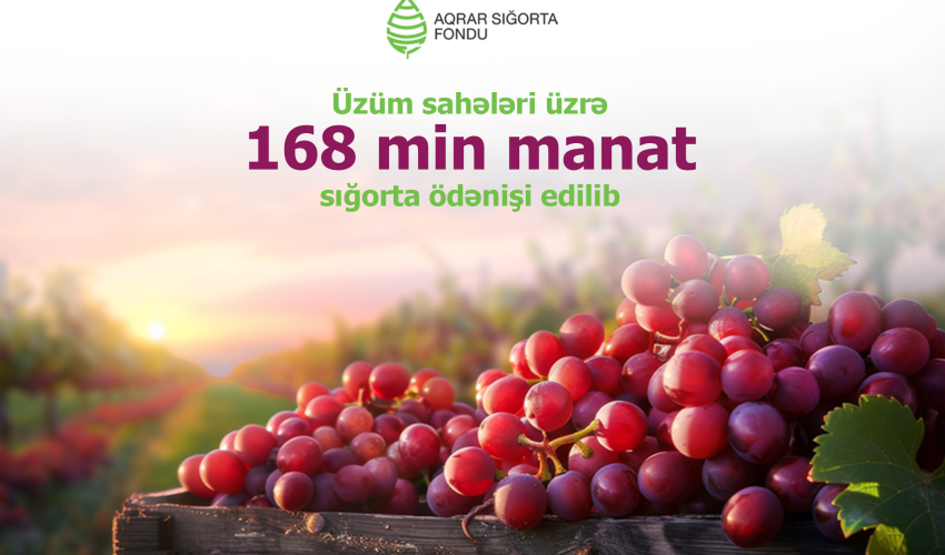 Fermerlərə üzüm sahələrinə görə 168 min manatdan çox sığorta ödənişi edilib