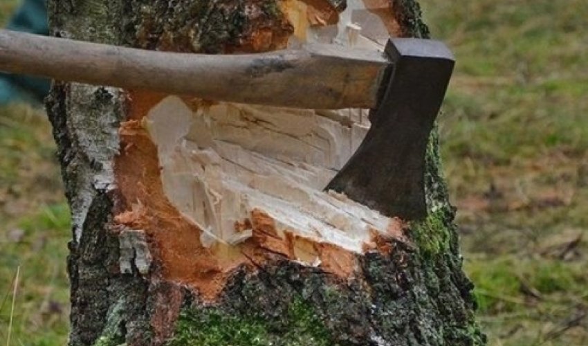 В Азербайджане срубили деревья на 165 000 манатов