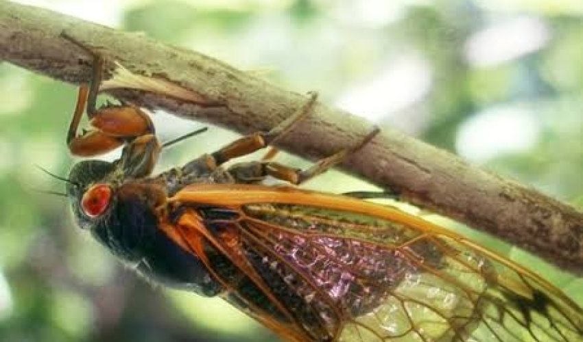 
AQTA: Qəhvəyi mərmər bağacığının qışlama yerlərini məhdudlaşdırmaq üçün təmizləmə işləri aparılmalıdır