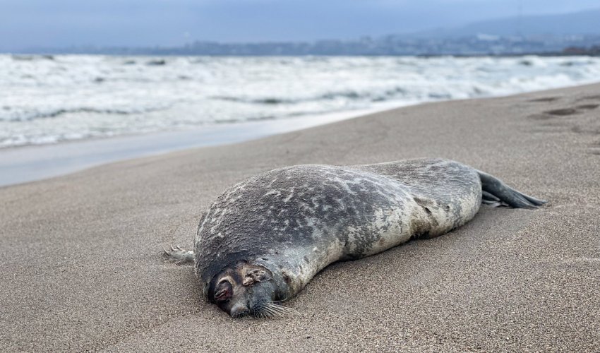 Dead seals found on Azerbaijan’s Caspian coast