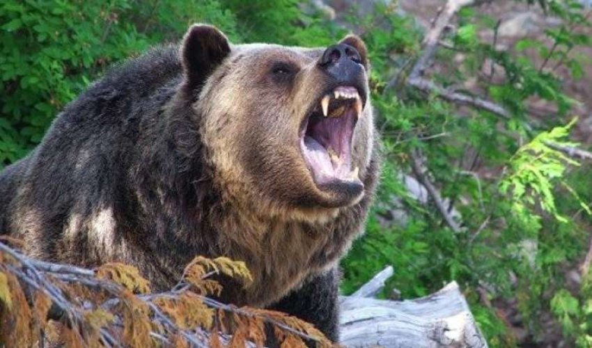 В Губе мужчина пострадал в результате нападения медведя