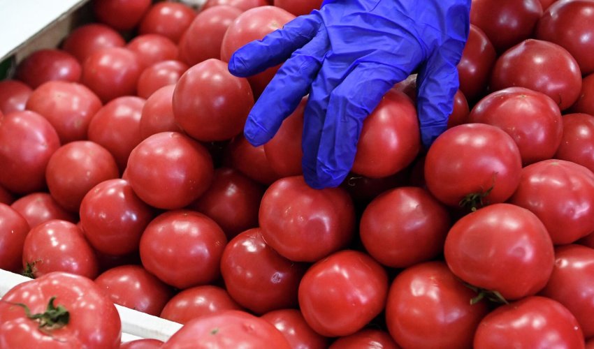 Azərbaycandan Rusiyaya pomidor ixracı son iki ayda minimum səviyyəyə düşüb Azərbaycandan Rusiyaya pomidor ixracı son iki ayda minimum səviyyəyə düşüb