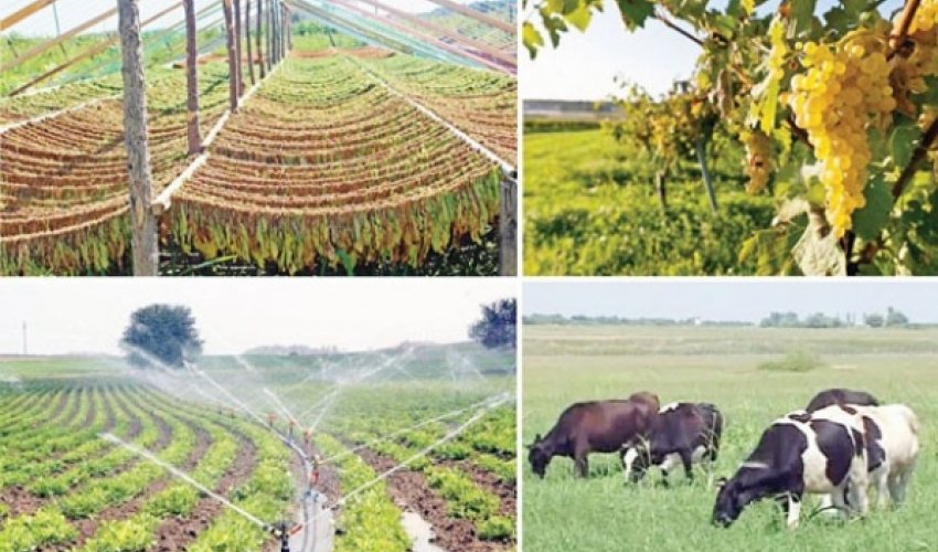Azərbaycanda dənli və dənli paxlalı bitkilərin istehsalı 3,5 milyon tona çatacaq Azərbaycanda dənli və dənli paxlalı bitkilərin istehsalı 3,5 milyon tona çatacaq