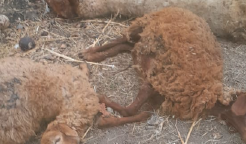 В Кюрдамире микроавтобус наехал на стадо овец, погибло 10 животных В Кюрдамире микроавтобус наехал на стадо овец, погибло 10 животных