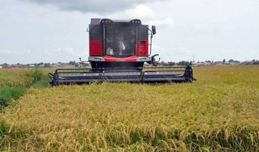 Azərbaycan düyü idxalını azaldıb