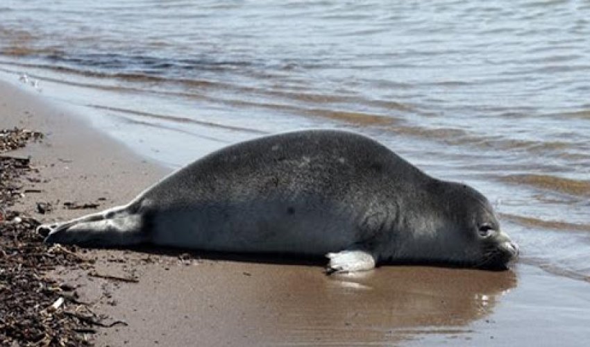 На побережье Каспия вновь нашли погибших тюленей