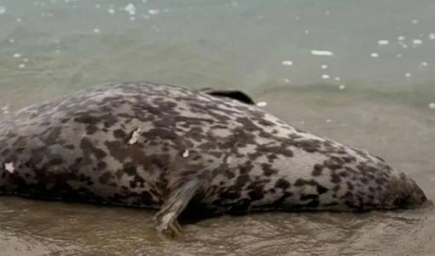 Xəzər sahilində ölü suitilər aşkar edilib