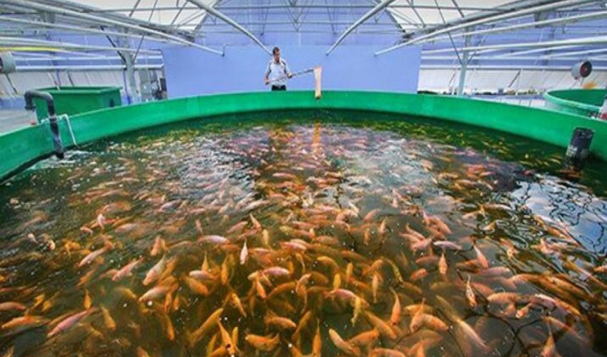 Balıqçılıq və Akvakultura Mərkəzinə dövlət büdcəsindən vəsait ayrılıb