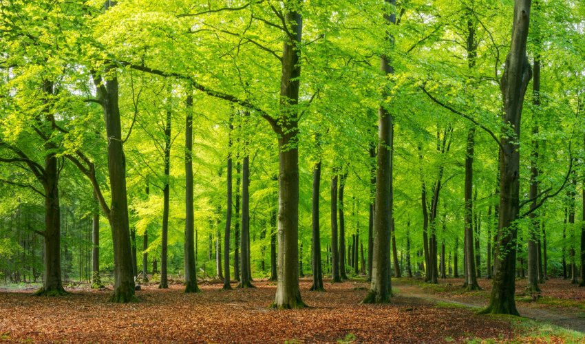 Forestry Service starts tree marking in sensitive forest areas