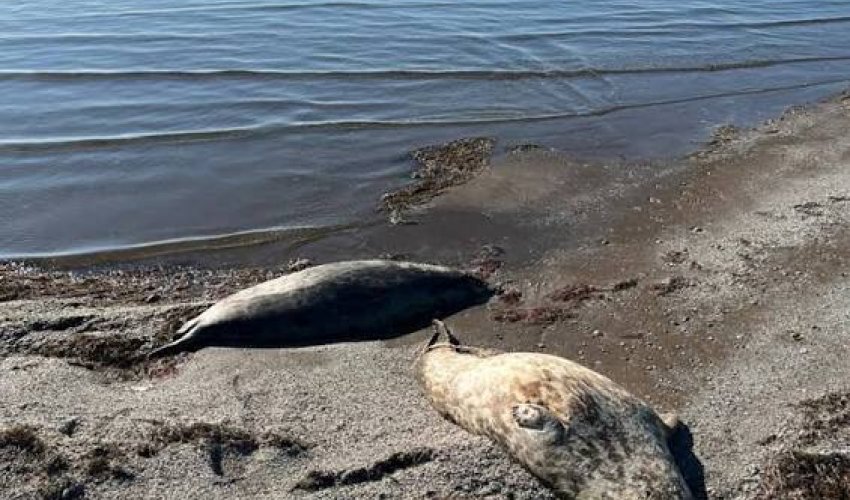 Xəzər dənizinin sahilində onlarla ölü suiti tapılıb