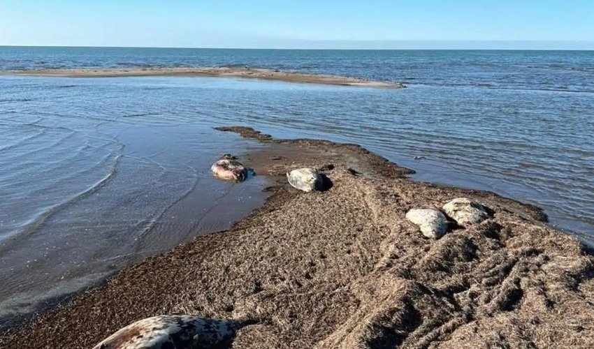 Мор каспийских тюленей продолжается