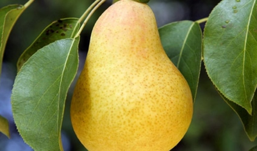 Азербайджан начал экспорт груш в четыре новые страны