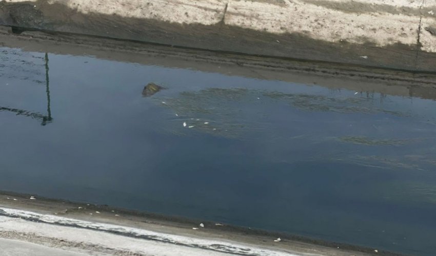 
Samur-Abşeron kanalında balıqların tələf olması ilə bağlı araşdırma aparılır