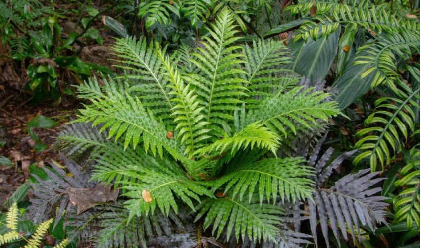 Chinese scientists discover rare earth metals in plants for the first time