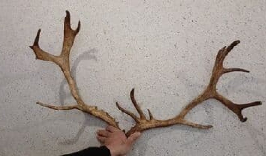 Задержан мужчина, который пытался ввезти в Баку оленьи рога из России