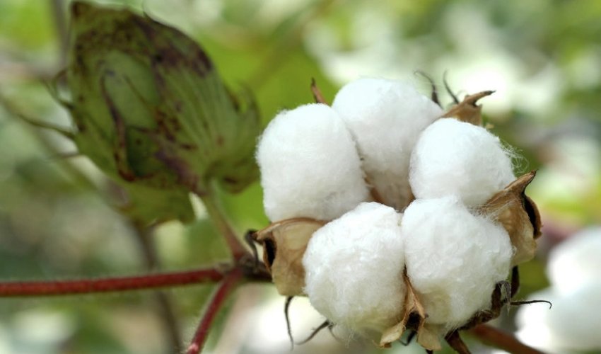 Азербайджан увеличил выпуск хлопковолокна