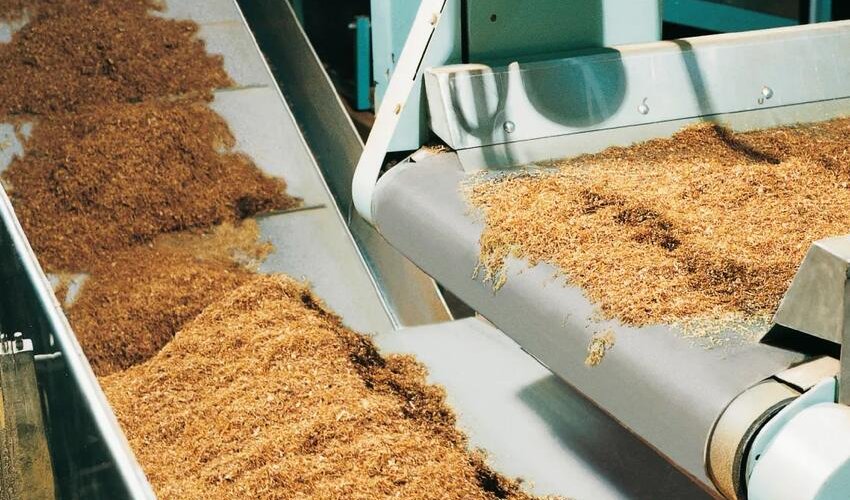 Ölkədə tütün istehsalı azalıb