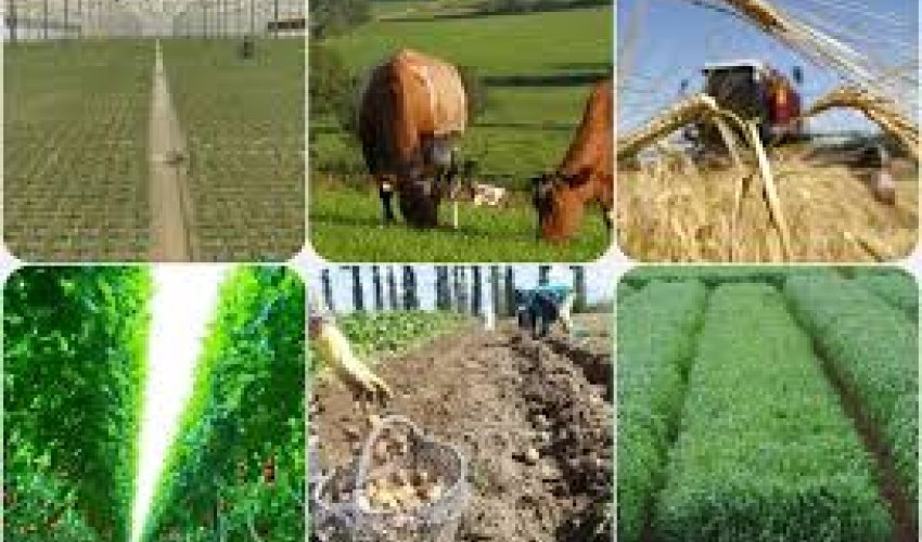 Azərbaycanda kənd təsərrüfatı məhsullarının istehsalçı qiymətləri yüksəlib