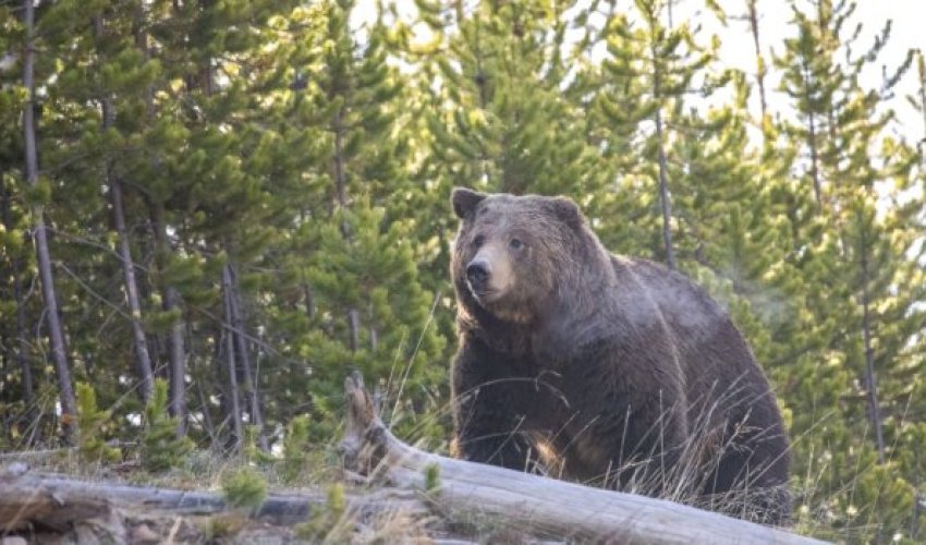 Kanadada ayının hücumu nəticəsində 11 nəfər yaralanıb