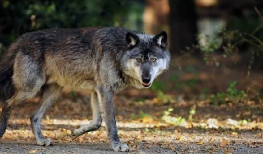 Волки атаковали кюрдамирское село, растерзаны 16 голов скота