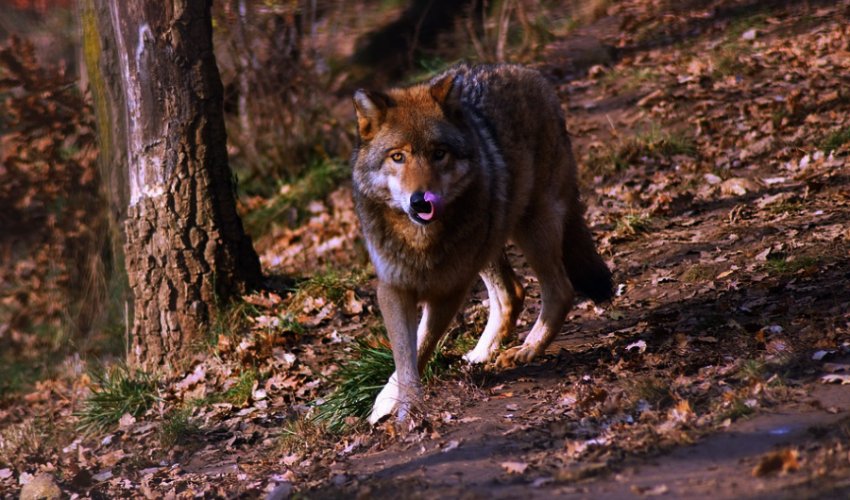 Kürdəmirdə canavarlar daha bir kəndə hücum edib, 13 baş qoyun tələf olub