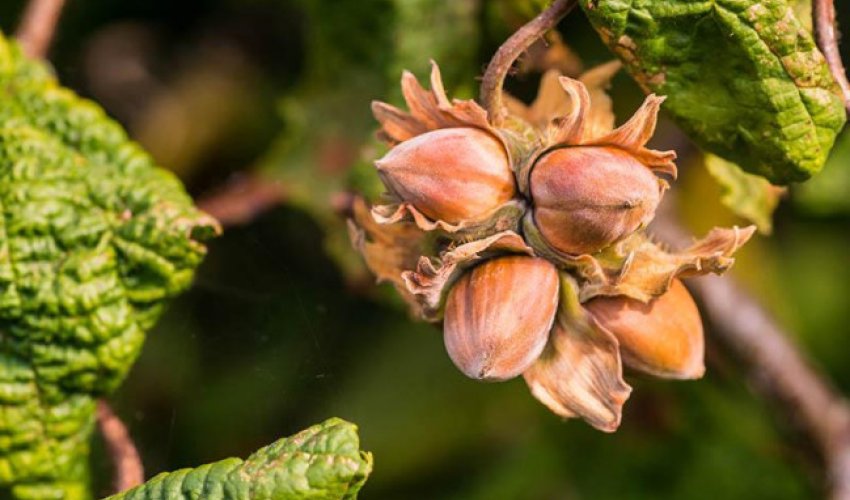 Azərbaycanın meşə fındığı ixracının dəyəri 124,5 milyon manata yüksəlib