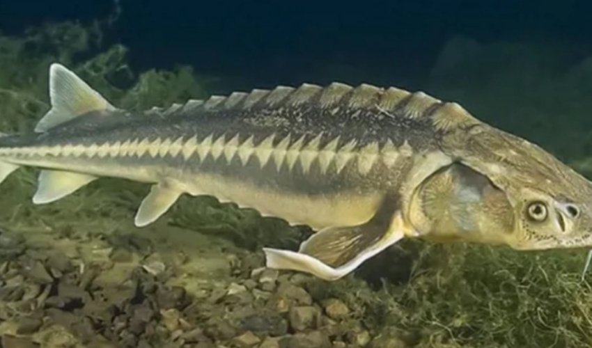 Прикаспийские страны продлили на 2026 год запрет на вылов осетров