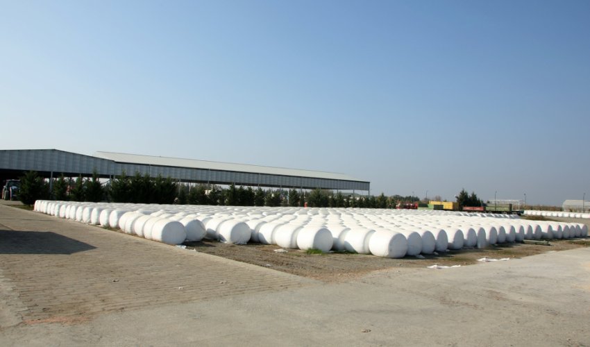 Ağcabədidə pambıq yığımı ötən ilə nisbətən məhsuldarlıq 17% yüksəlib