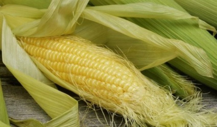 Azərbaycana qarğıdalı idxalında 44% azalma var