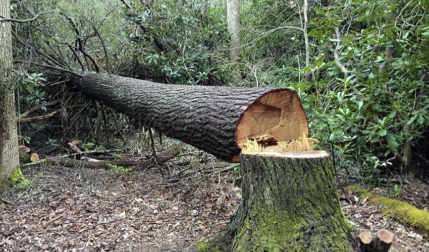Yasamalda qanunsuz olaraq ağaclar kəsilib