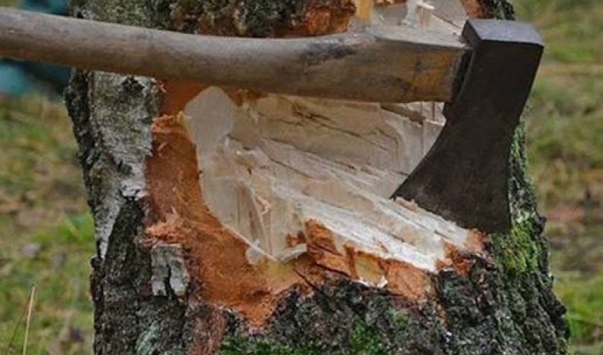 Массовая вырубка зеленых насаждений выявлена в нескольких районах Азербайджана