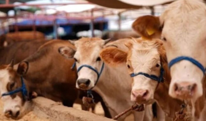 
Azərbaycan Gürcüstan heyvanlarının tranzitinə məhdudiyyətigötürdü