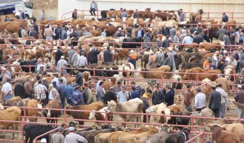 Bərdə heyvan bazarı yaxın günlərdə fəaliyyətə başlayacaq - AQTA