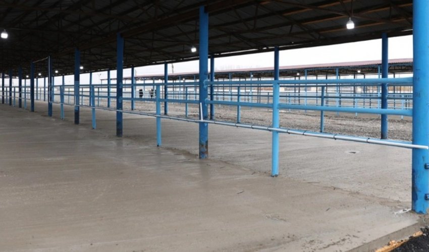 Bərdə heyvan satışı bazarı fəaliyyətini bərpa edib