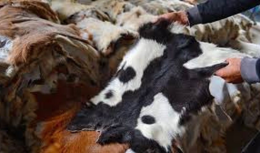 Gön-dərinin toplanması ilə bağlı çətinliklər var