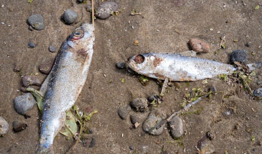 Azerbaijan drafts new fisheries law