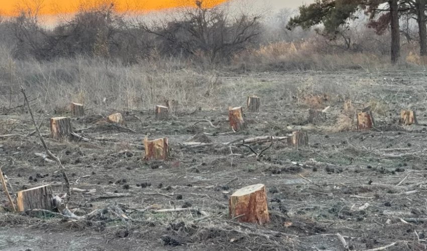 Dörd rayonda yaşıllıqlar qanunsuz kəsilib, təbiətə 300 min manata yaxın ziyan dəyib