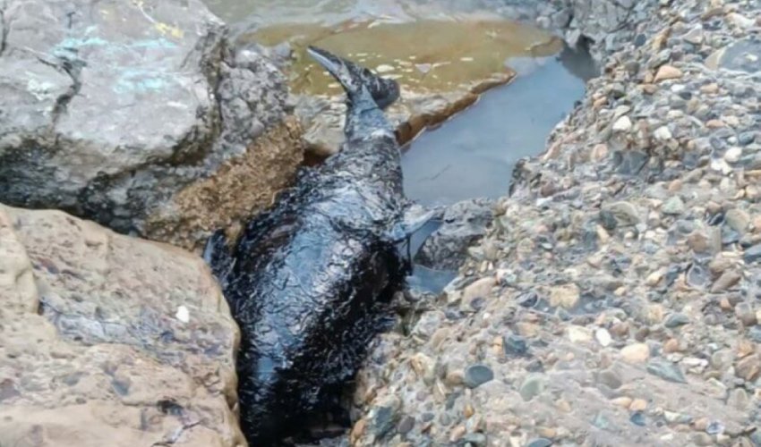 Сотни дельфинов погибли от разлива мазута