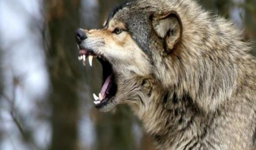 В Шеки пять человек пострадали при нападении волка