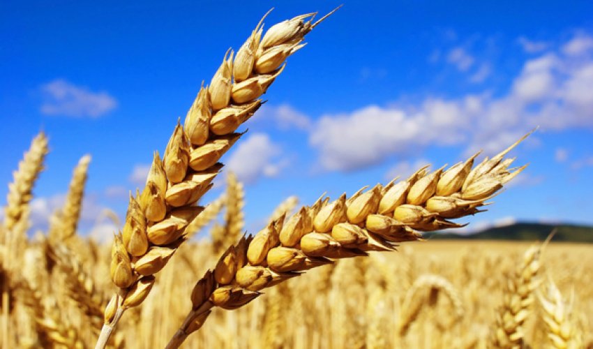 Azərbaycan ərzaqlıq buğdaya olan tələbatını 20% ödəyir