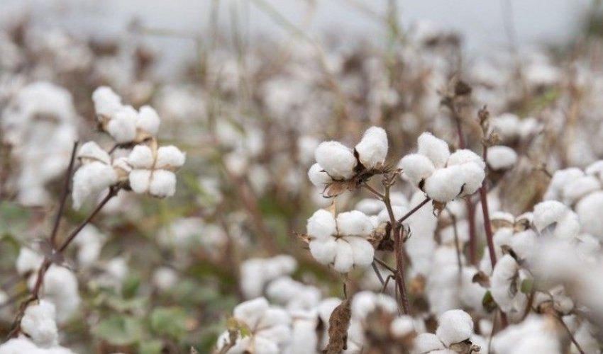 Azərbaycanda pambıq üzrə orta məhsuldarlıq müstəqillik dövrünün rekorduna çatıb