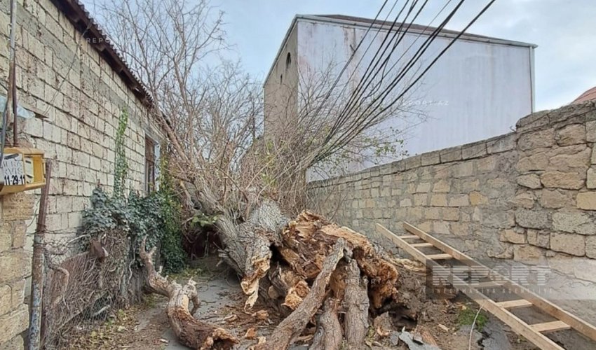 Bakıda külək ağacı elektrik xəttinin üzərinə aşırıb