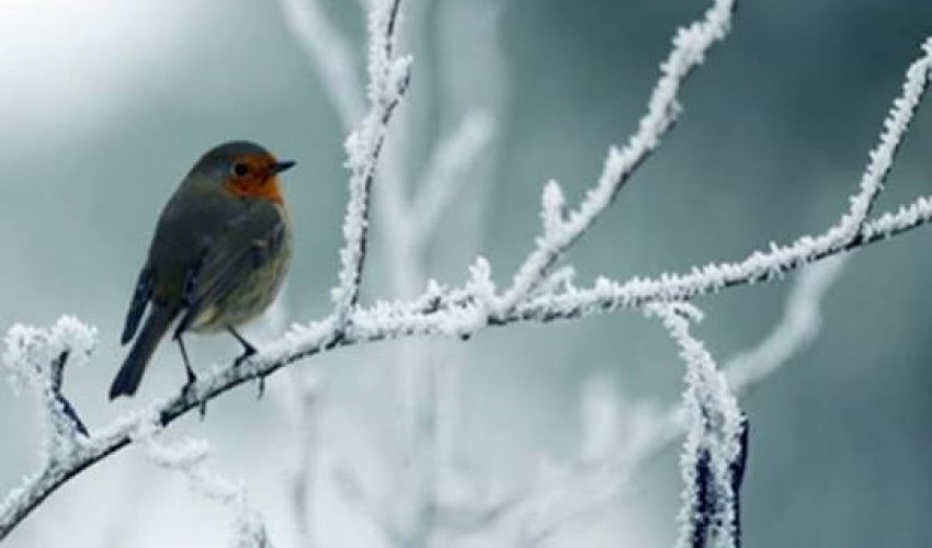 Sabahın hava proqnozu