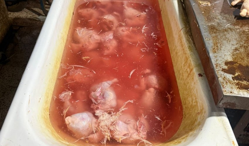 Xırdalanda toyuqları rəngləyib satıblar