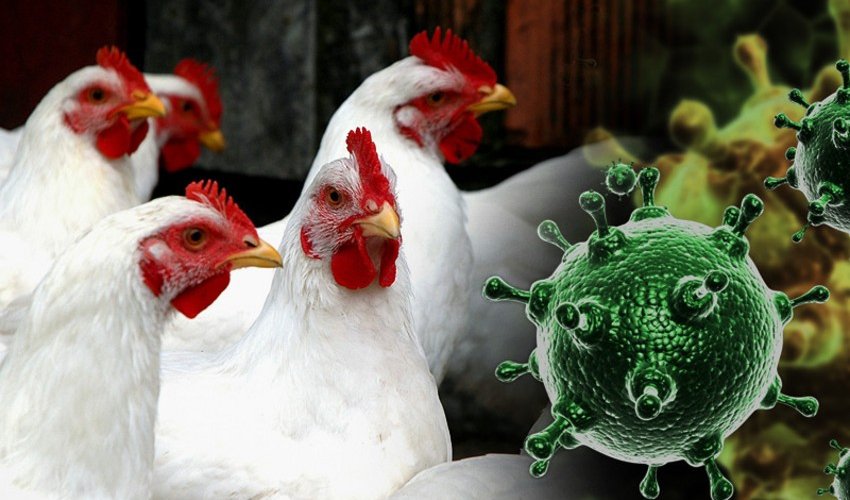 İsraildə "quş qripi" aşkarlanıb