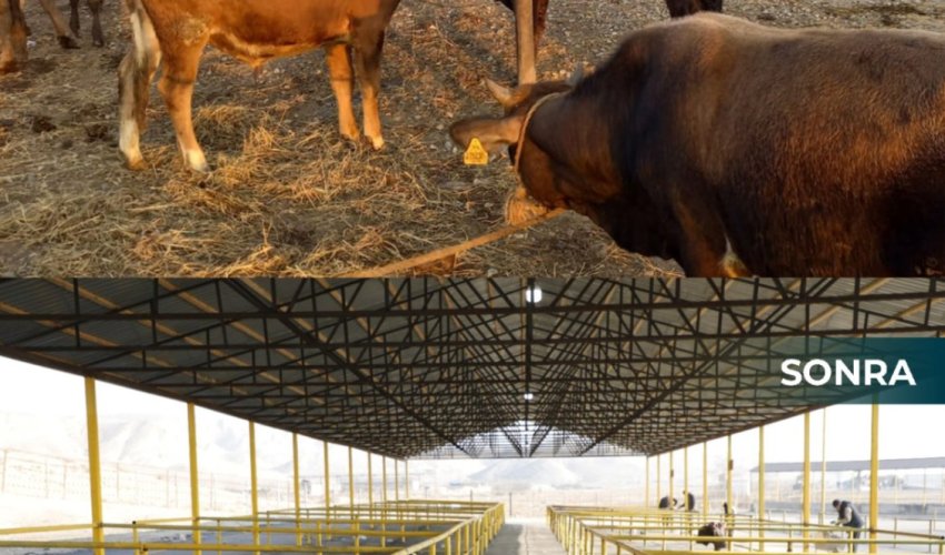 Новые скотные рынки в Шемахе и Гейчае